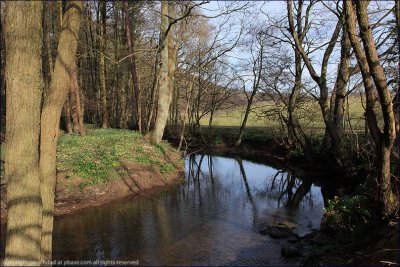 Tranquil riverbank