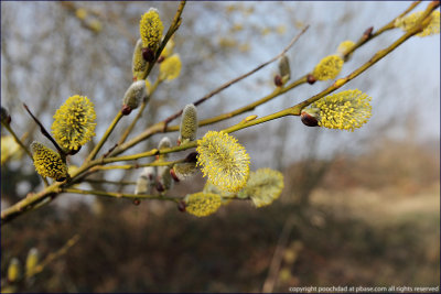 Goat willow - salix caprea (pussy willow) II