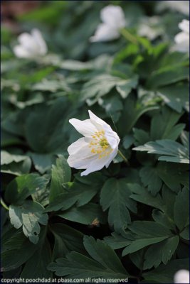 Wood amemone - anemone nemorosa