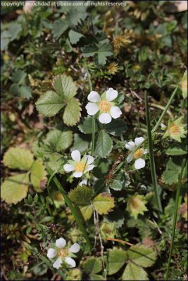 Wild strawberry - fragaria vesca