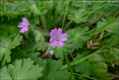 Dove's-foot cranesbill - geranium molle