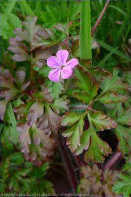 Herb robert - geranium robertianum