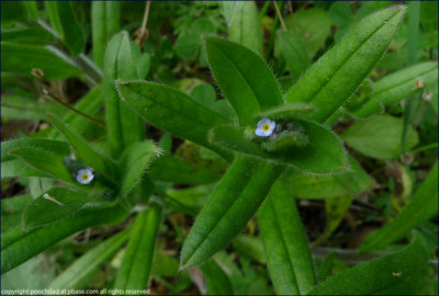 Wood forget-me-not