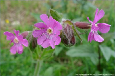 Red campion - silene dioica