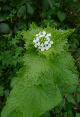 Garlic mustard - alliaria petiolata