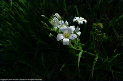 Greater stitchwort - stellaria holostea