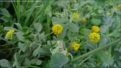 Black medick - medicago lupulina