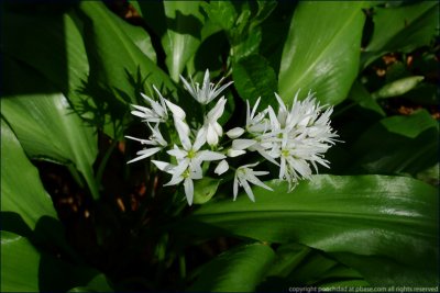 Ramsons (wild garlic) - allium ursinum