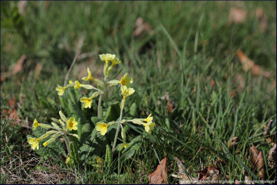 False oxlip - primula veris x vulgaris