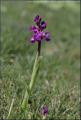 Early purple orchid - orchis mascula