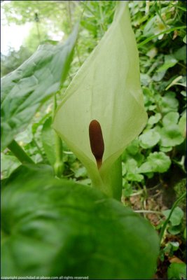 lords-and-ladies - aurum maculatum