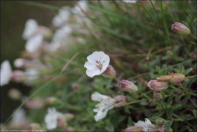 Sea campion - silene maritima