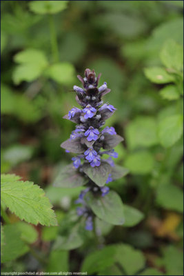 bugle - ajuga reptans