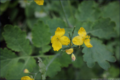 Greater celandine - chelidonium majus