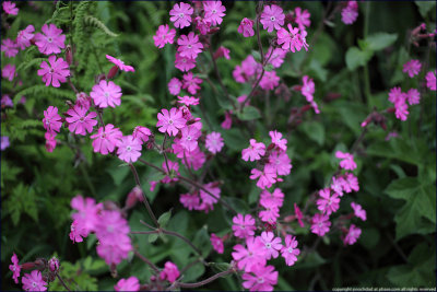 Red campion - silene dioica