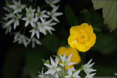 meadow buttercup - ranunculus acris