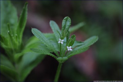 common cleavers - galium aparine