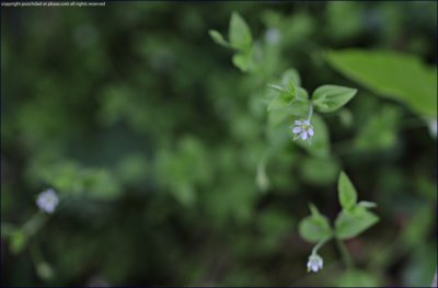 fairy flax - linum catharticum