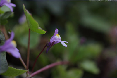 ivy-leafed toadflax - cymbalaria muralis