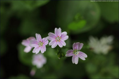 pink purslane - montia sibirica