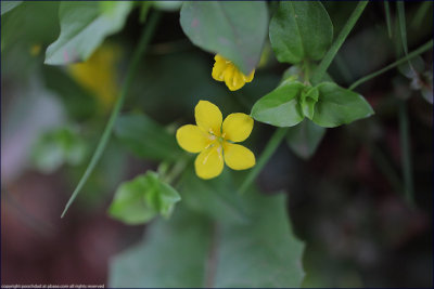 yellow pimpernel - lysimachia nemorum