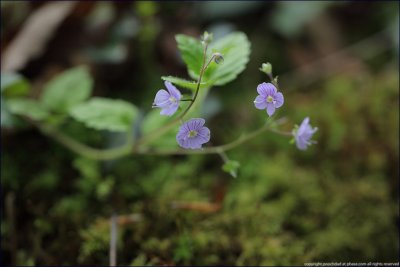 wood speedwell - veronica montana