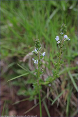 blue water-speedwell - veronica anagallis aquatica