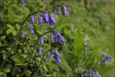 bluebell - hyacinthoides non-scripta