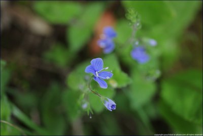 germander speedwell - veronica chamaedrys