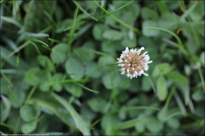 white clover - trifolium repens