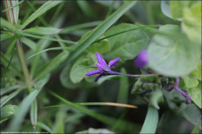 woody nightshade - solanum dulcamara