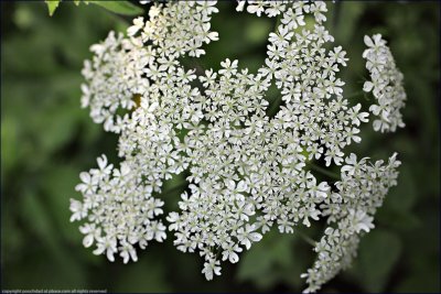 cow parsley - anthriscus sylvestris