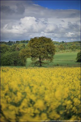 rapeseed field (not pooch)