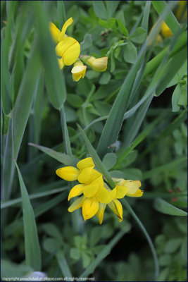 Common bird's foot trefoil - lotus corniculatus