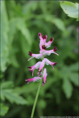 Common fumitory - fumaria officinalis