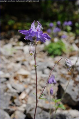 Columbine - aquilegia vulgaris