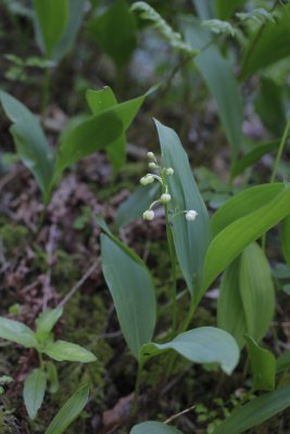 Lily-of-the-valley - convallaria majalis