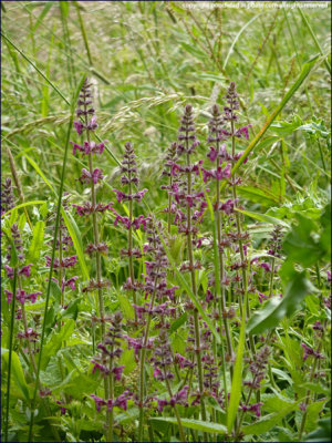 Hedge woundwort - stachys sylvatica