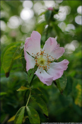 Dog rose - rosa canina