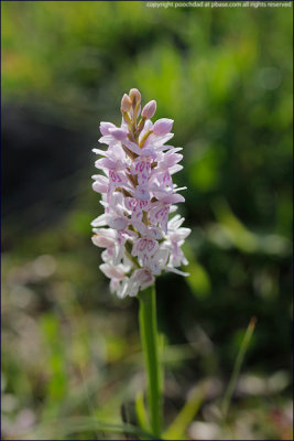 Common spotted orchid - dactylorhiza fuchsii