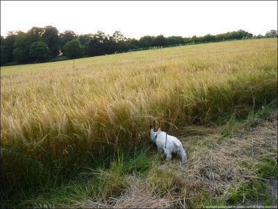 what's hiding in the barley?