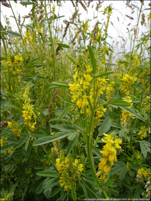 Ribbed melilot - melilotus officinalis