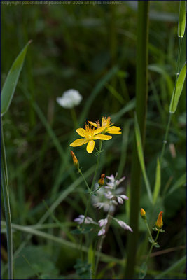 Slender St John's wort - hypericum pulchrum
