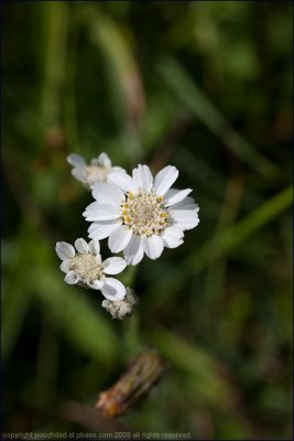 Sneezewort - achillea ptarmica (2)