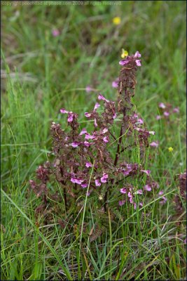 Marsh lousewort - pedicularis palustris