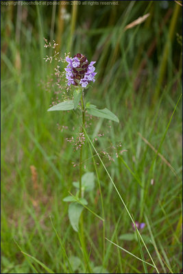 Selfheal - prunella vulgaris (2)