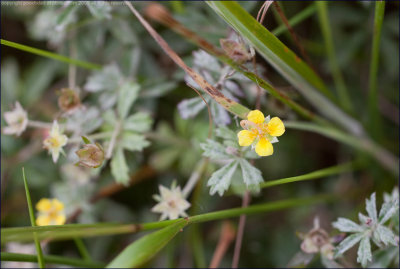 Tormentil - potentilla erecta (2)