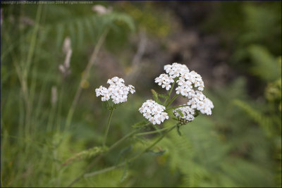 Yarrow - achillea millefolium