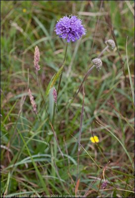 Devil's-bit scabious - succisa pratensis