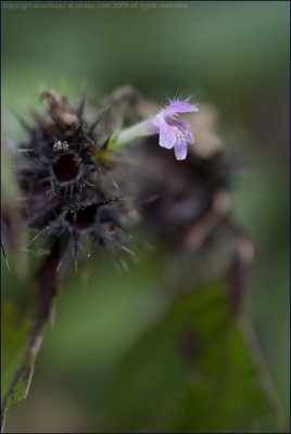 Common hemp-nettle - galeopsis tetrahit